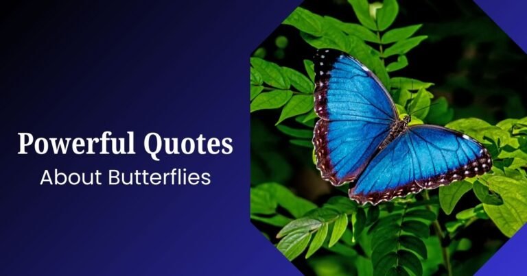 Butterfly Quotes