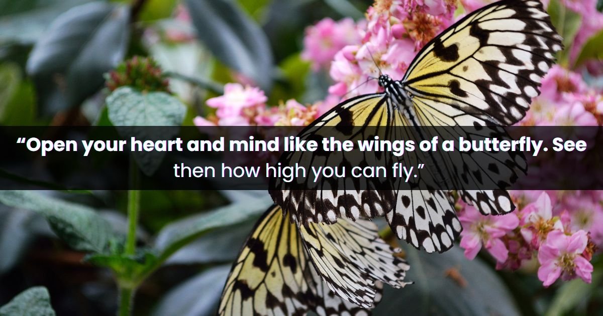 Butterfly Quotes About Love